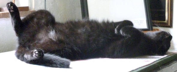 black cat lying on back